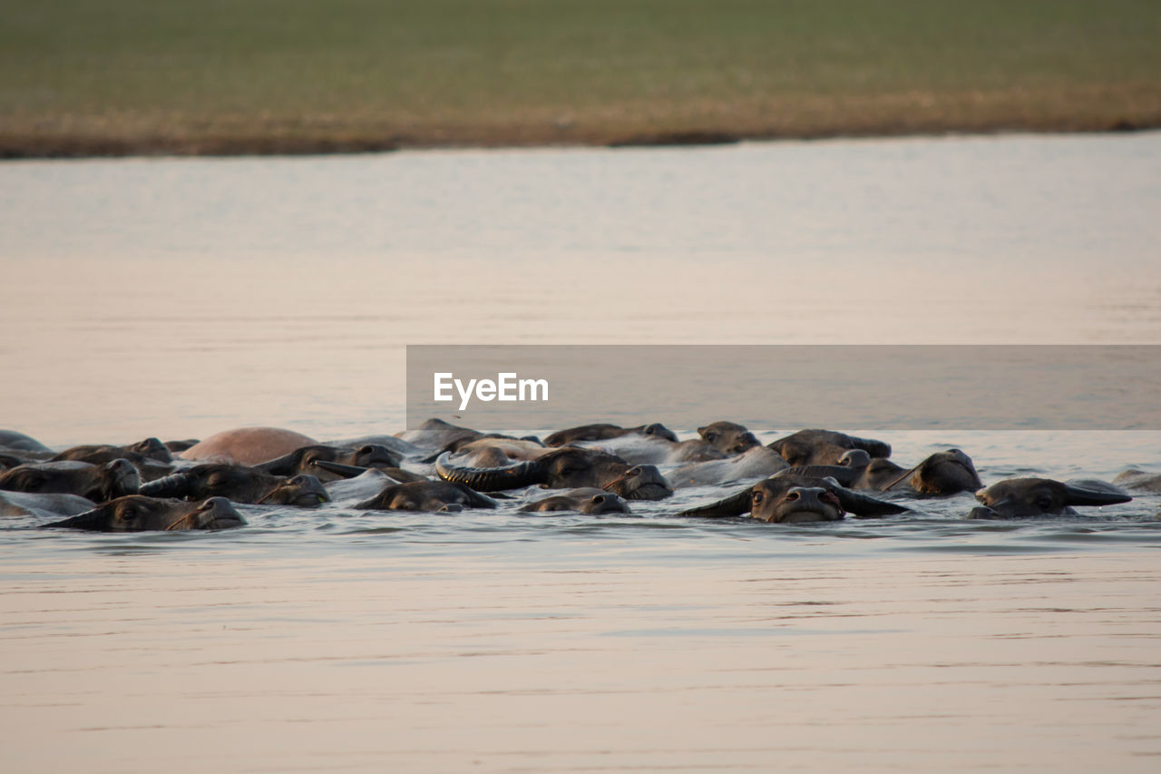 VIEW OF BIRDS IN SEA