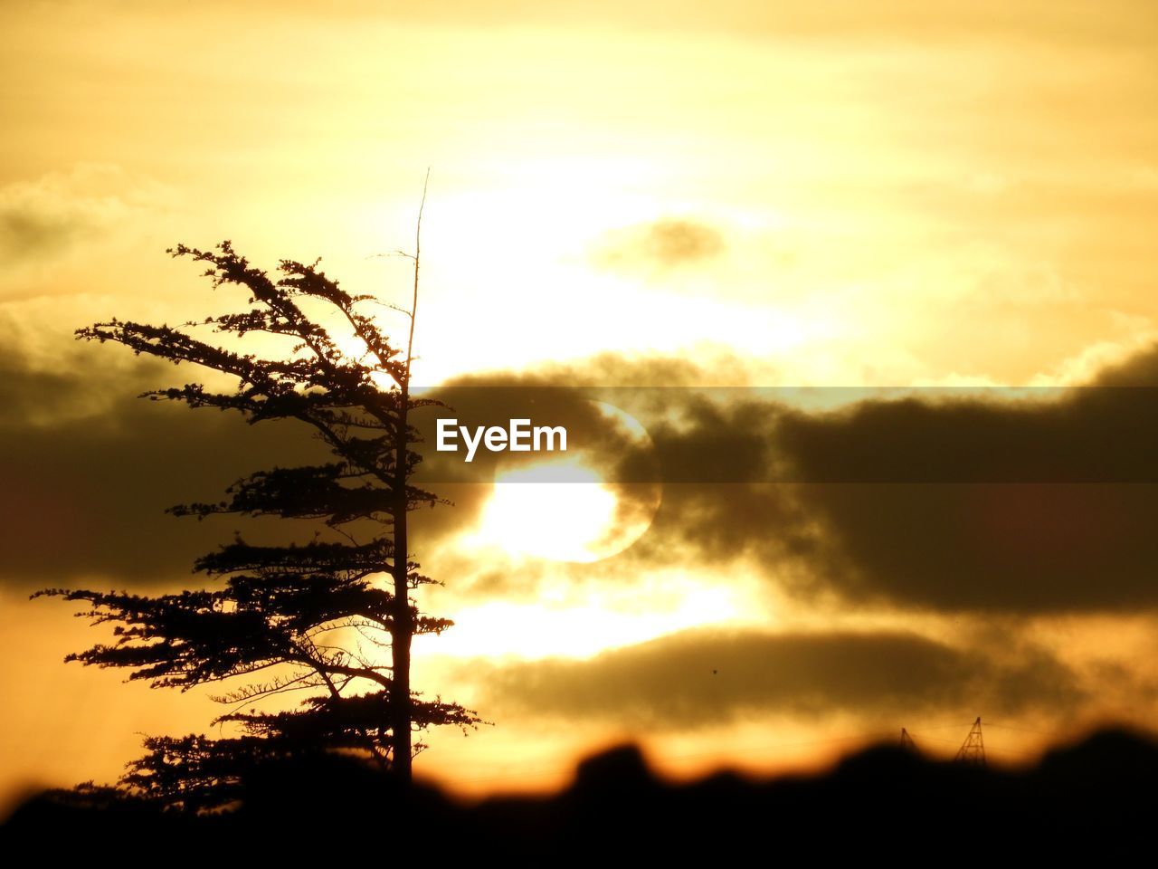 LOW ANGLE VIEW OF SILHOUETTE TREES AGAINST ORANGE SKY