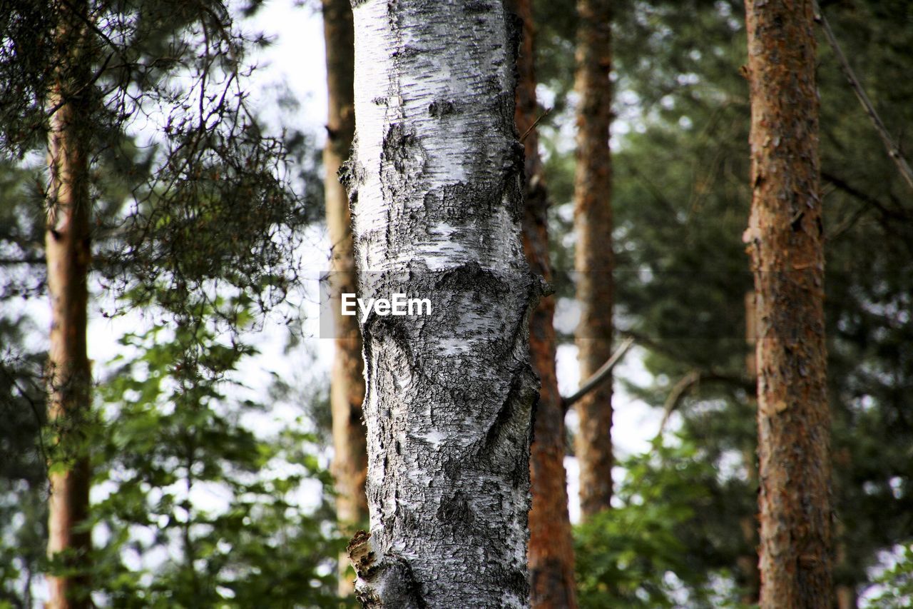 CLOSE-UP OF BAMBOO TREES IN FOREST