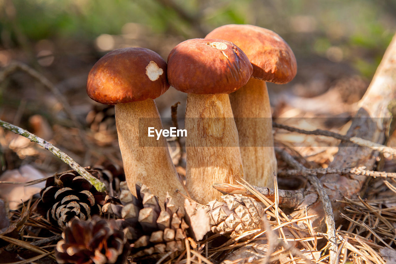 close-up of mushroom growing in forest