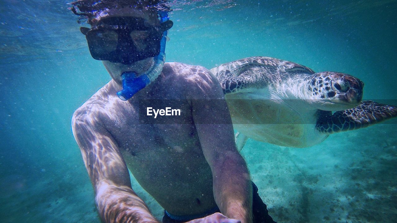 Shirtless young man snorkeling with turtle undersea
