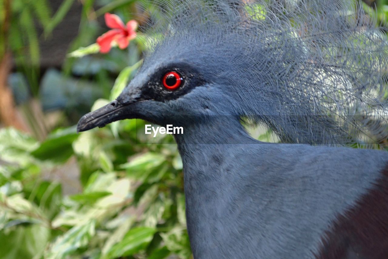 Close-up side view of a bird