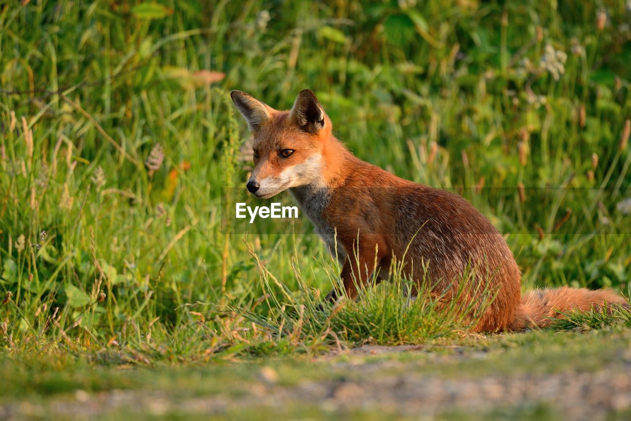 Side view of fox sitting on field