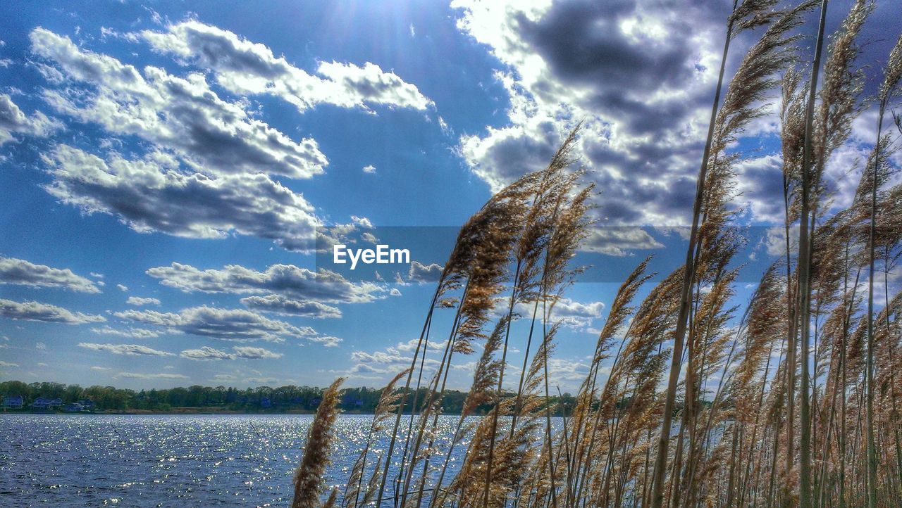 Dry grass in wind against lake