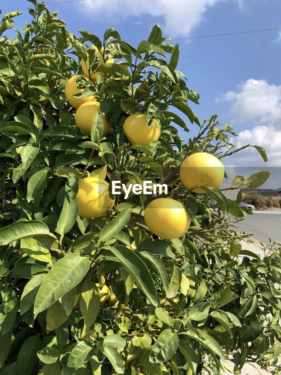 CLOSE-UP OF FRUITS GROWING ON TREE