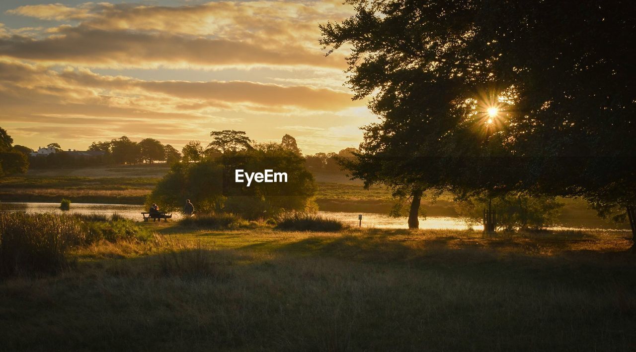 TREES ON GRASSY FIELD DURING SUNSET