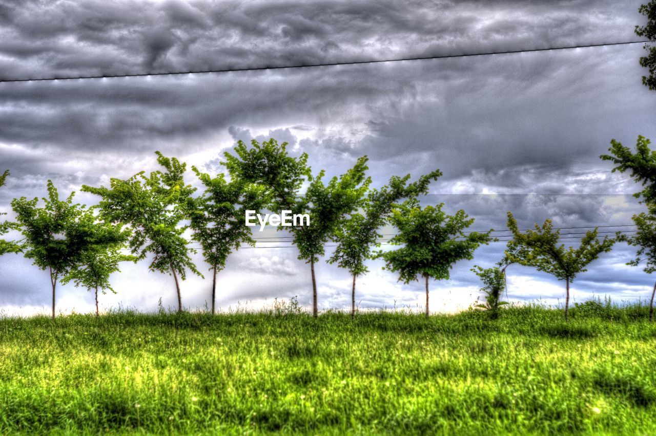 TREES ON FIELD AGAINST CLOUDY SKY