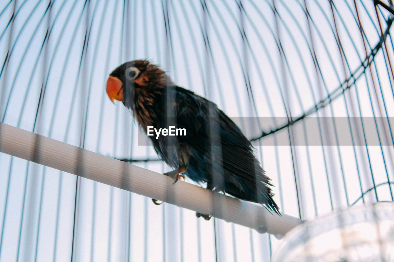 Low angle view of bird perching in cage