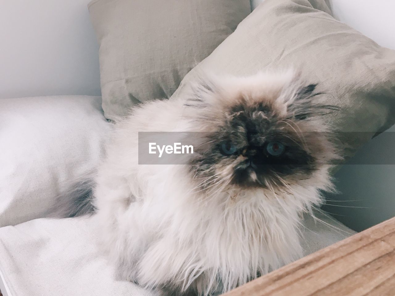 Close-up of cat lying on sofa