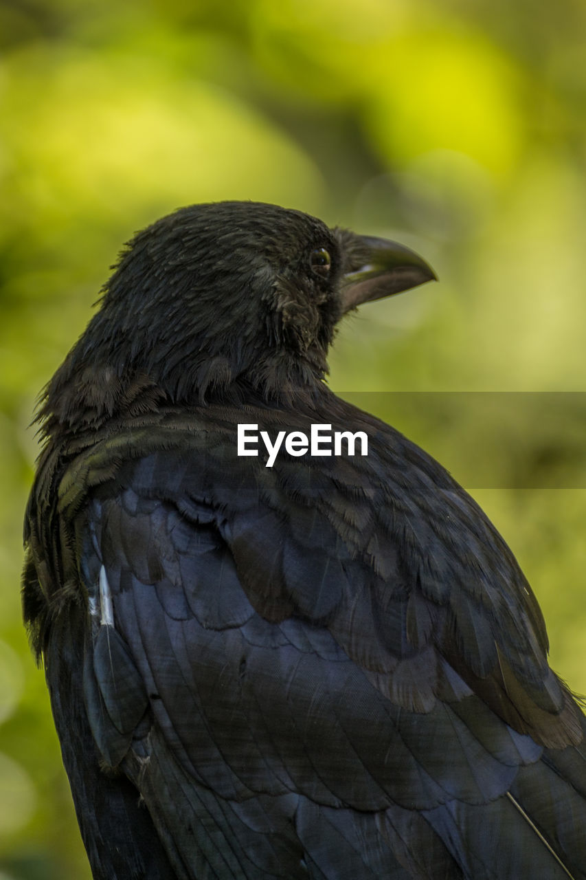 Close-up of a raven