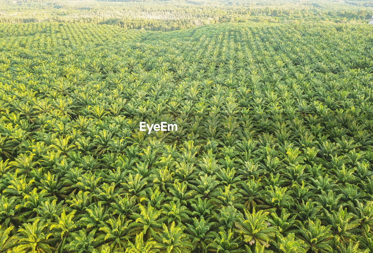 Full frame aerial shot of palm plantation