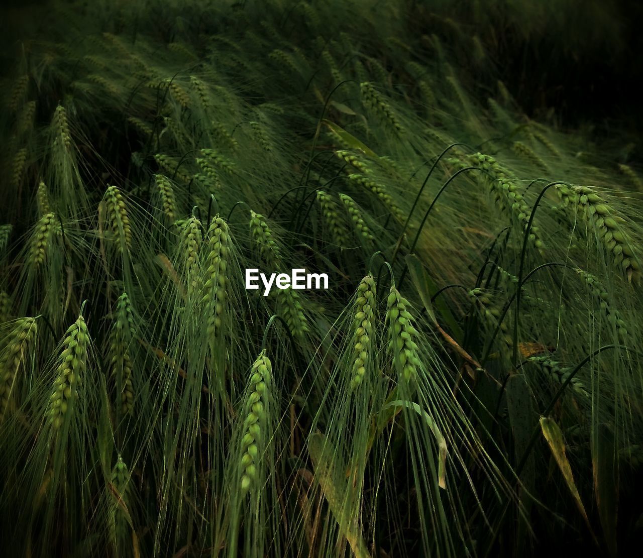 Close-up of barleys