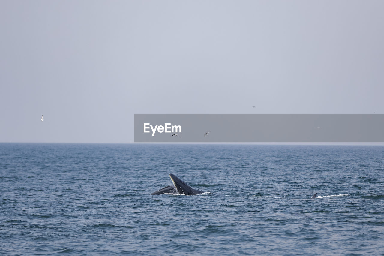 SCENIC VIEW OF SEA AND SKY