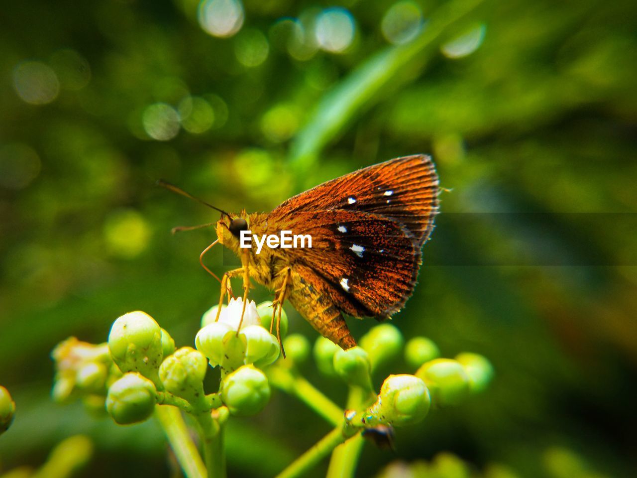 Close-up of butterfly on flower