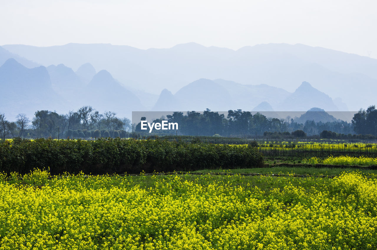 Scenic view of field against mountains