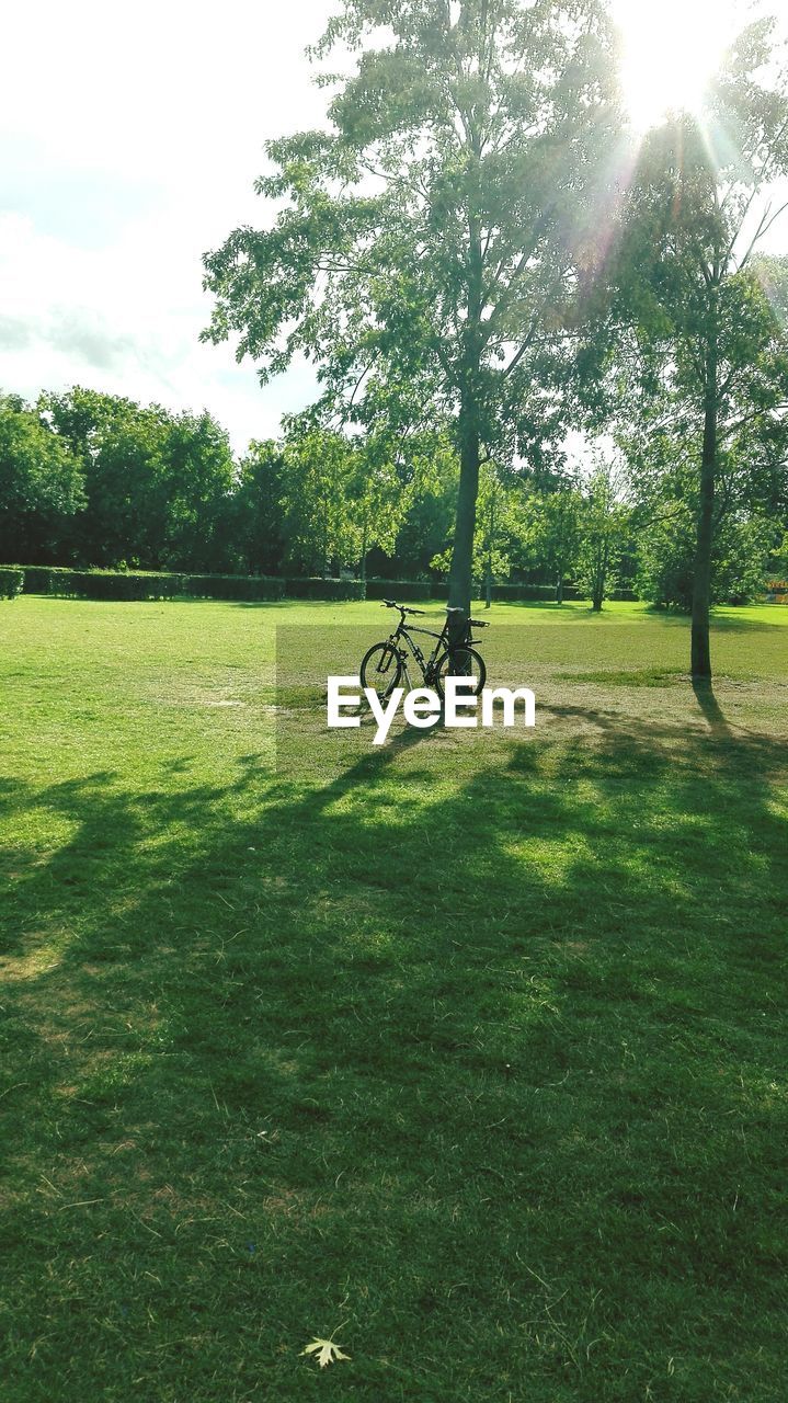 VIEW OF TREES ON FIELD