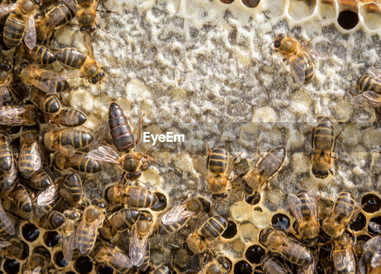 Mistress bee colonies. queen bee is larger than worker bee. quee