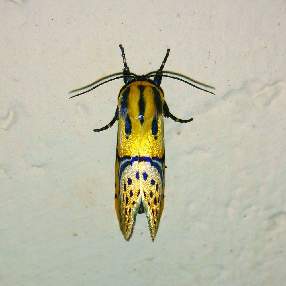 CLOSE-UP OF INSECT ON YELLOW LEAF