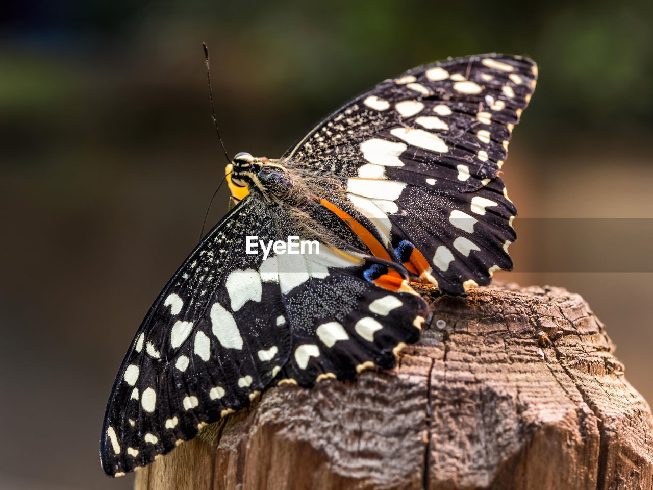 Close-up of butterfly perching on wooden post