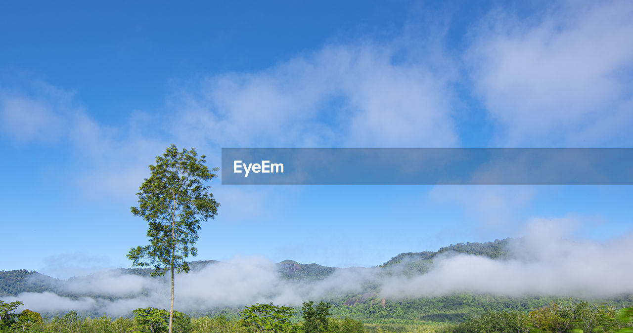 PANORAMIC VIEW OF TREES ON LAND AGAINST SKY