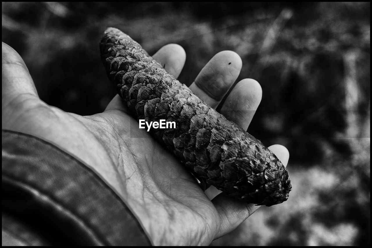 CLOSE-UP OF HUMAN HAND HOLDING WHITE