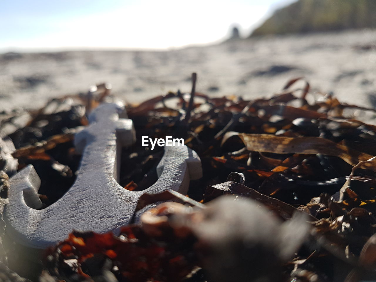 CLOSE-UP OF LEAF ON BEACH