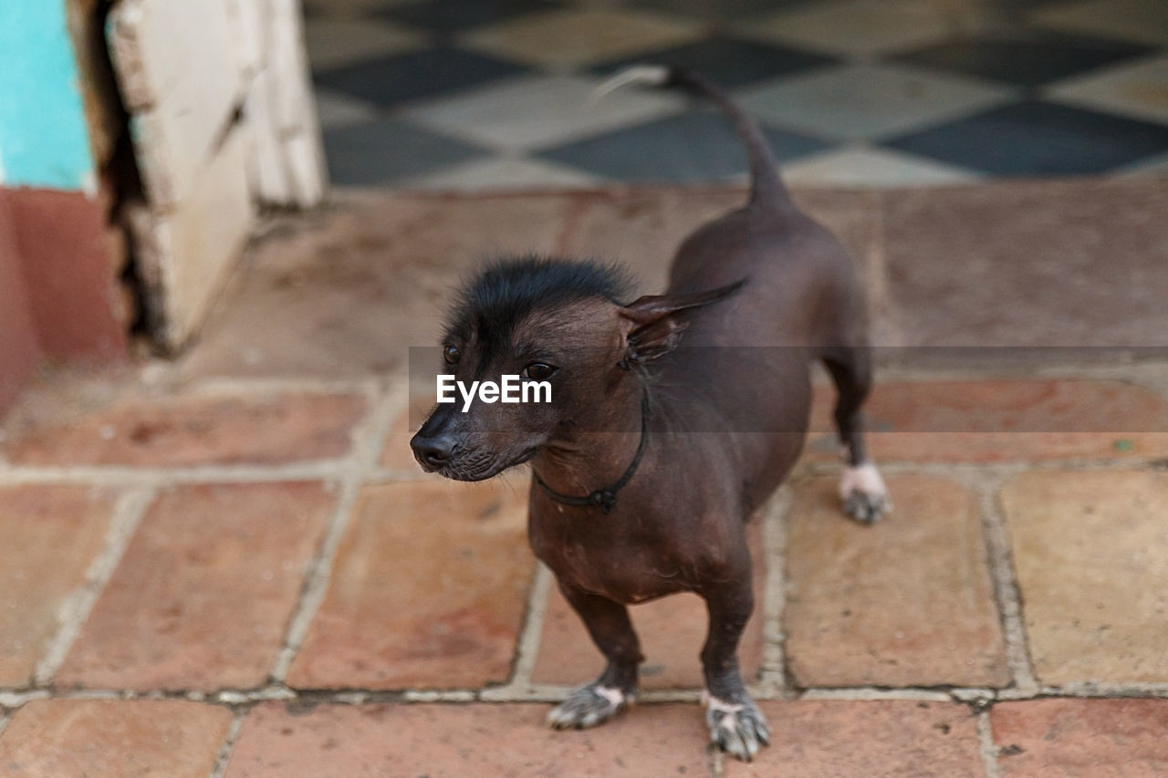 Mexican hairless dog , cuba