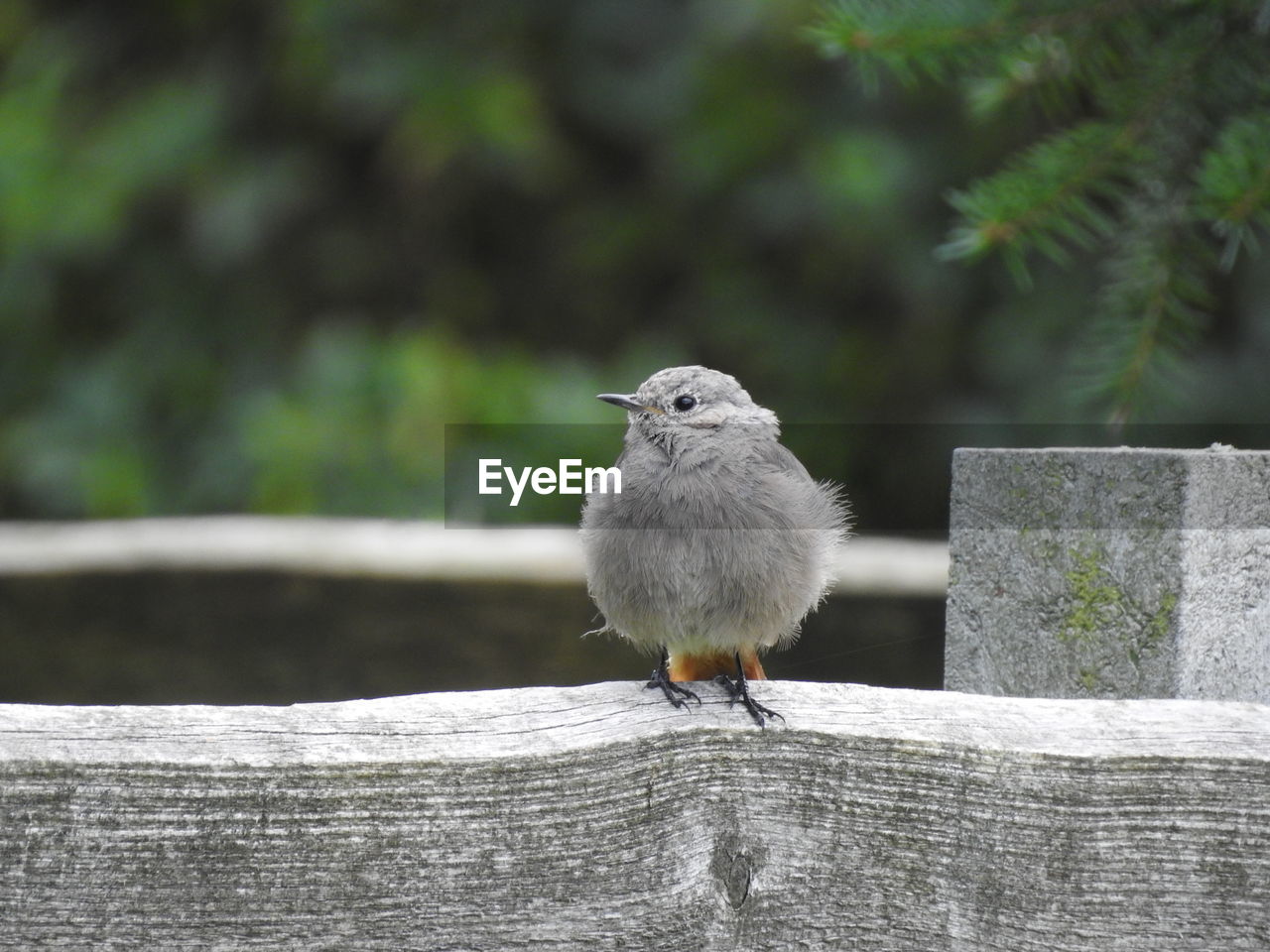 Close-up of bird
