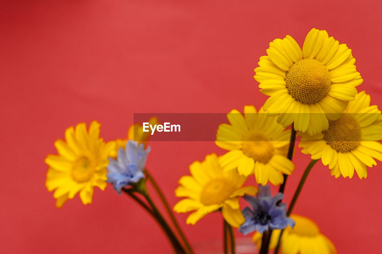 CLOSE-UP OF YELLOW FLOWER