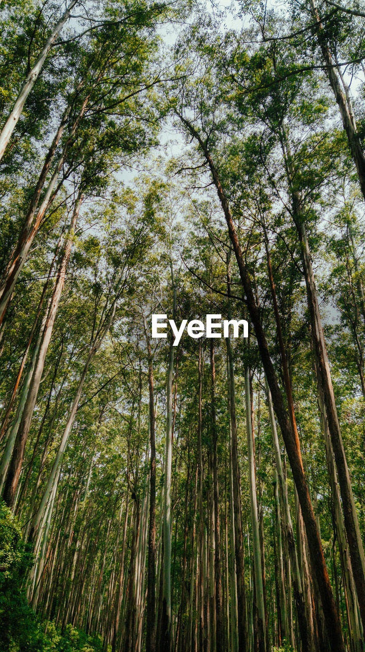 Low angle view of trees in forest