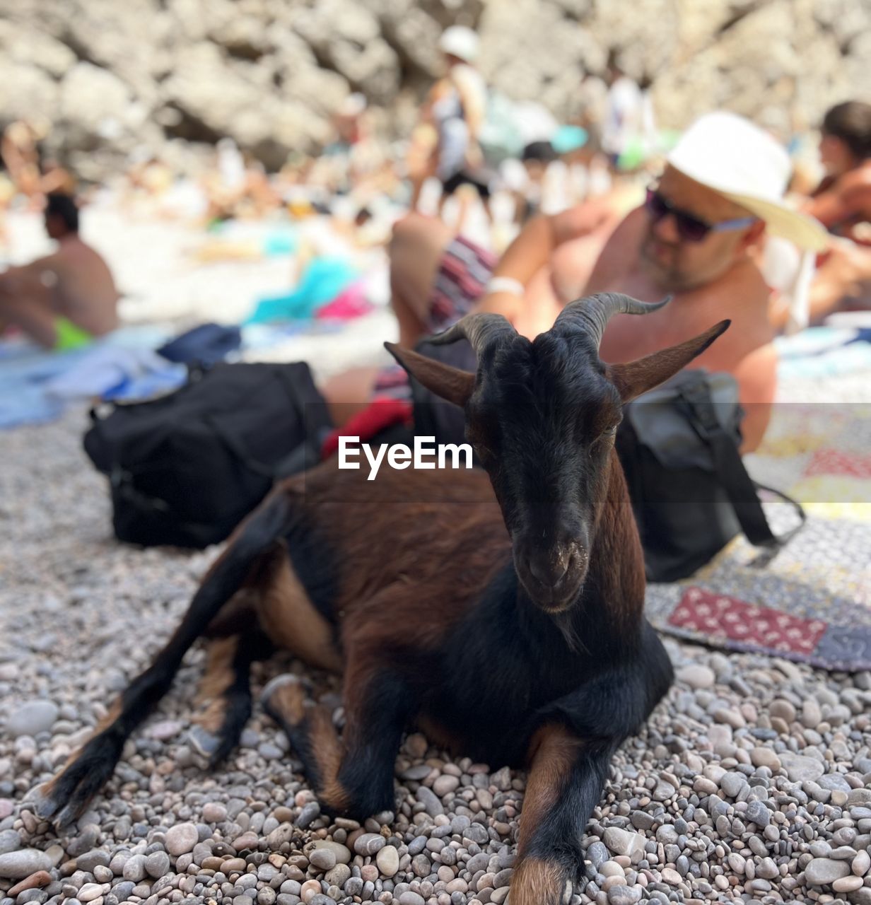 animal themes, animal, mammal, one animal, domestic animals, pet, canine, dog, adult, person, clothing, day, nature, one person, women, sitting, focus on foreground, leisure activity, land, outdoors, animal wildlife, friendship, full length, men, human face, human head, trip, lifestyles, holiday, vacation, summer, beach