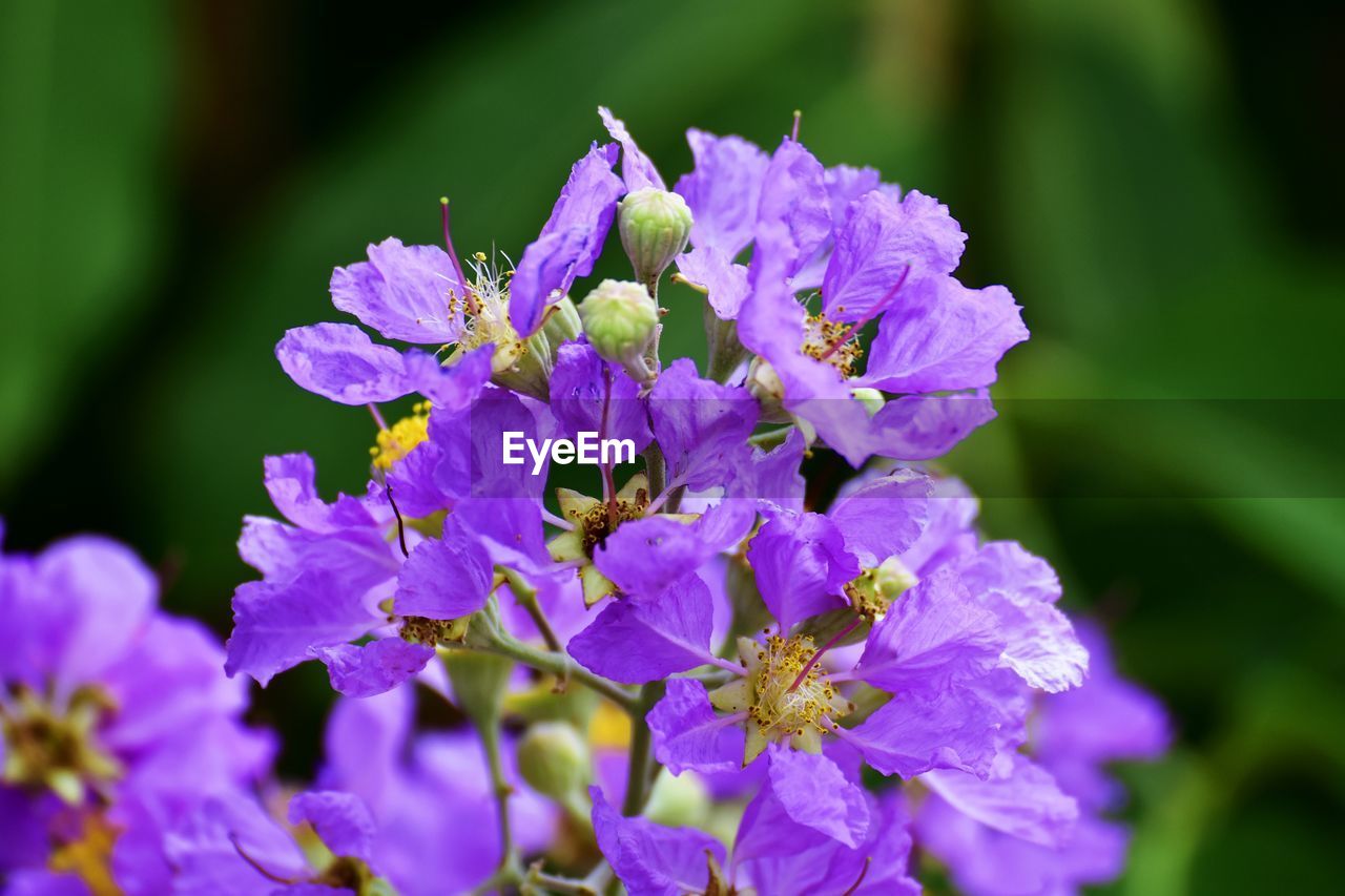 CLOSE-UP OF HONEY BEE POLLINATING ON PURPLE FLOWERING