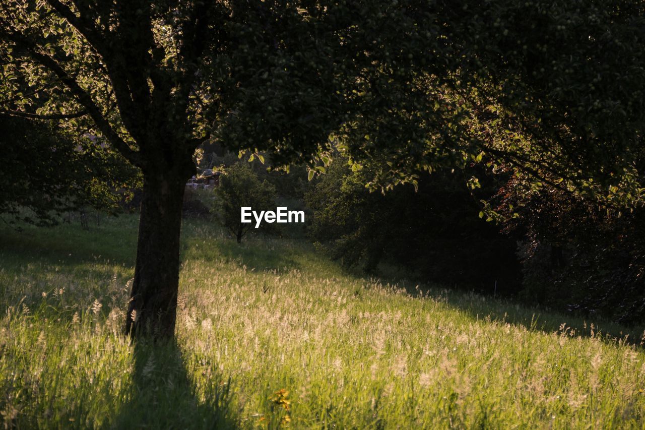 Trees on countryside landscape