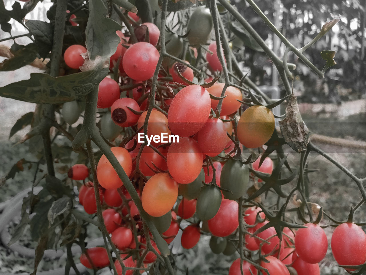 CLOSE-UP OF RED BERRIES GROWING ON TREE