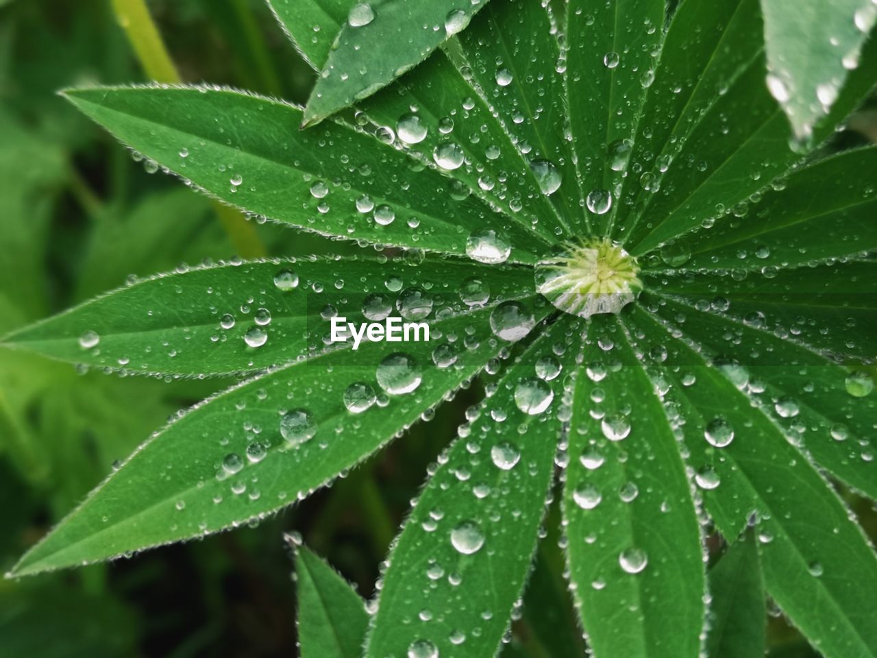 CLOSE-UP OF WET PLANT LEAVES