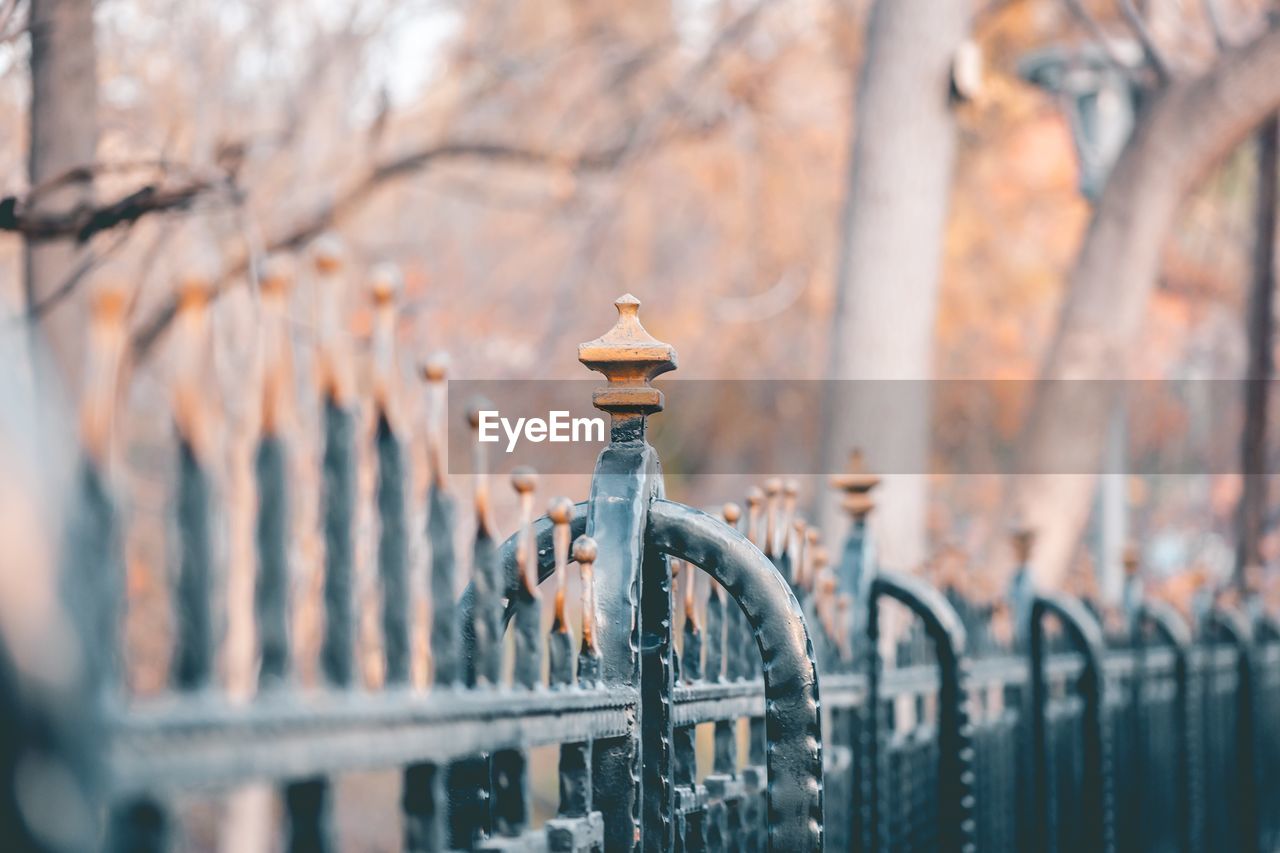 Close-up of metal fence against trees