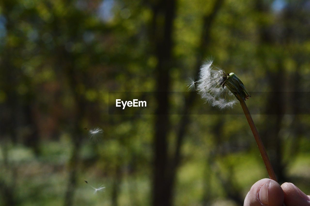 Cropped image of person holding dandelion seeds
