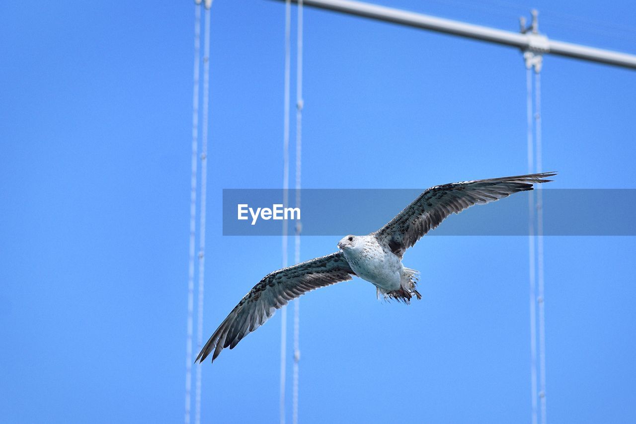 Low angle view of seagull flying against clear blue sky