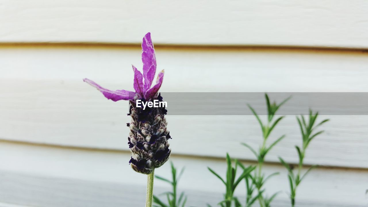 CLOSE-UP OF FLOWERS BLOOMING