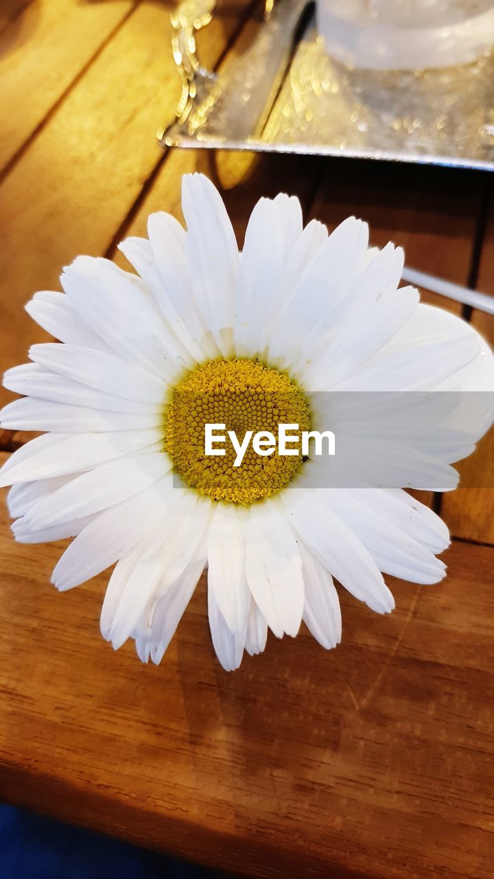 Close-up of white flower on wooden table