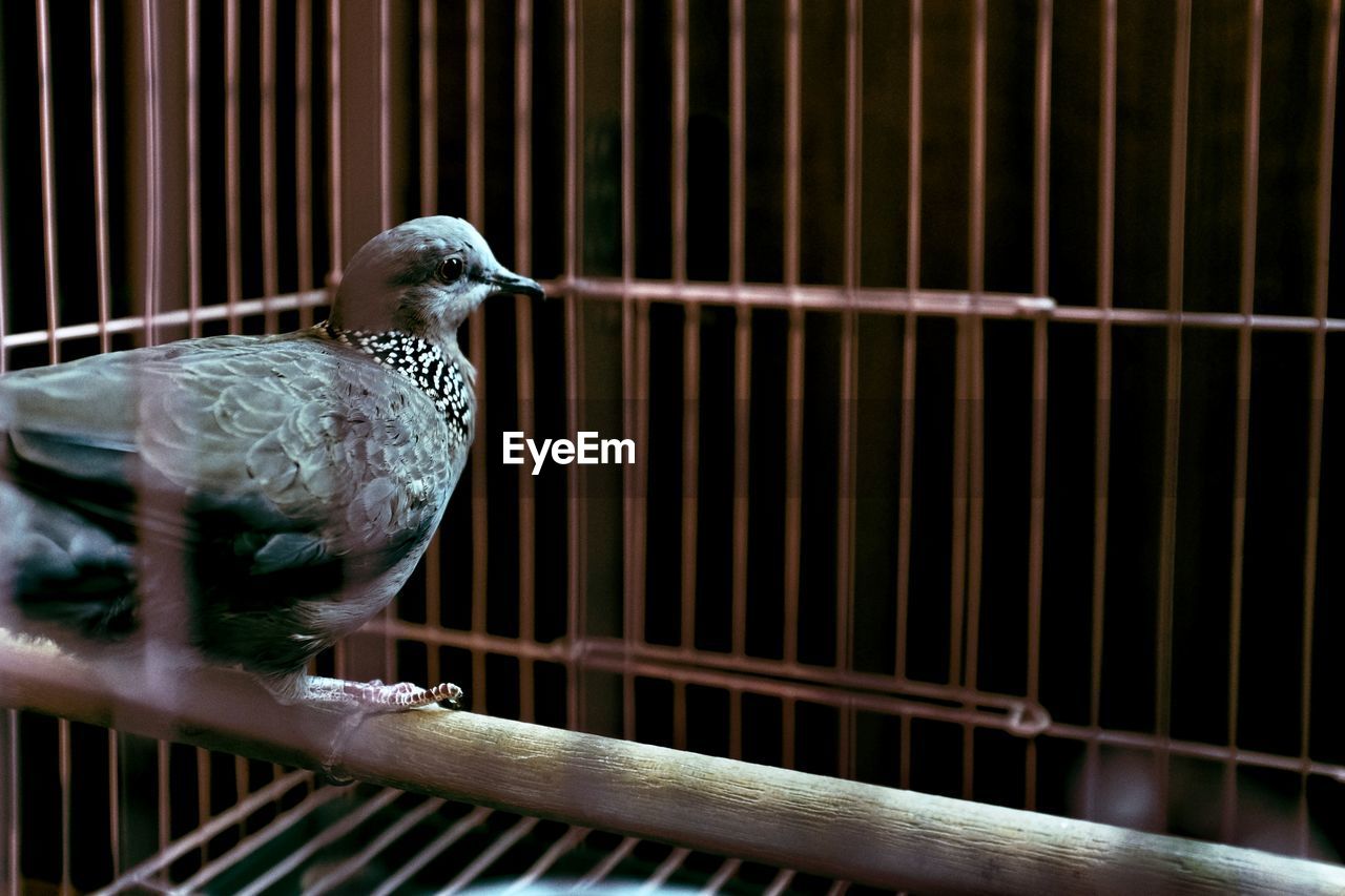 CLOSE-UP OF BIRD PERCHING ON METAL