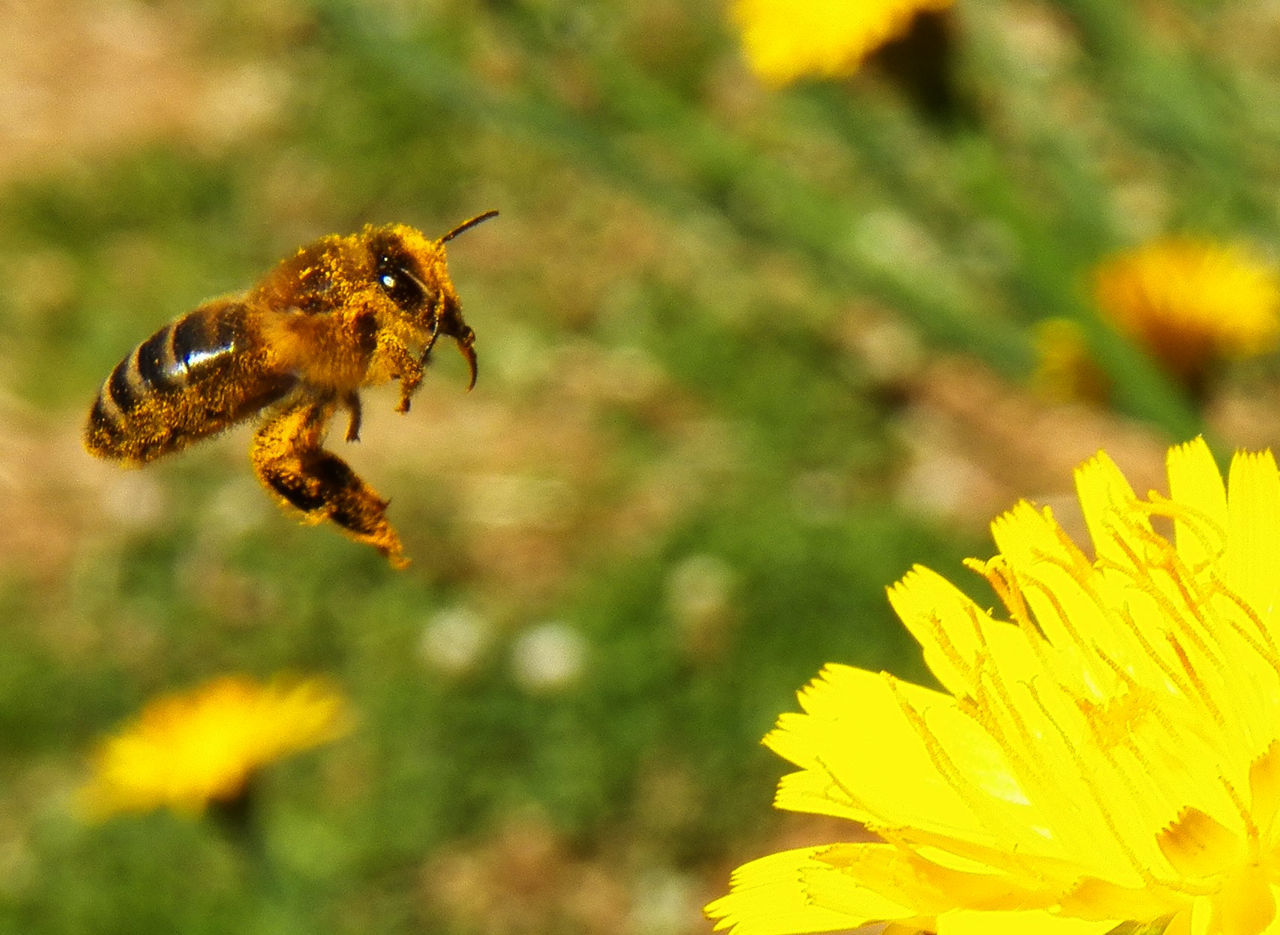 CLOSE-UP OF HONEY BEE POLLINATING ON YELLOW FLOWER