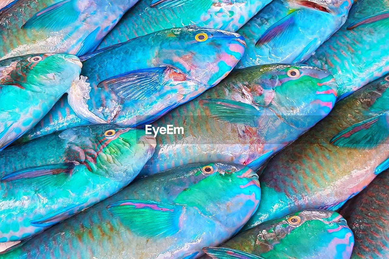 HIGH ANGLE VIEW OF FISH ON BLUE SURFACE