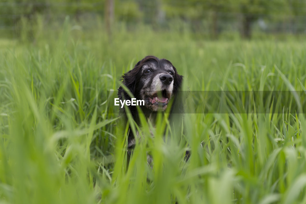 Close-up of dog amidst grass on field