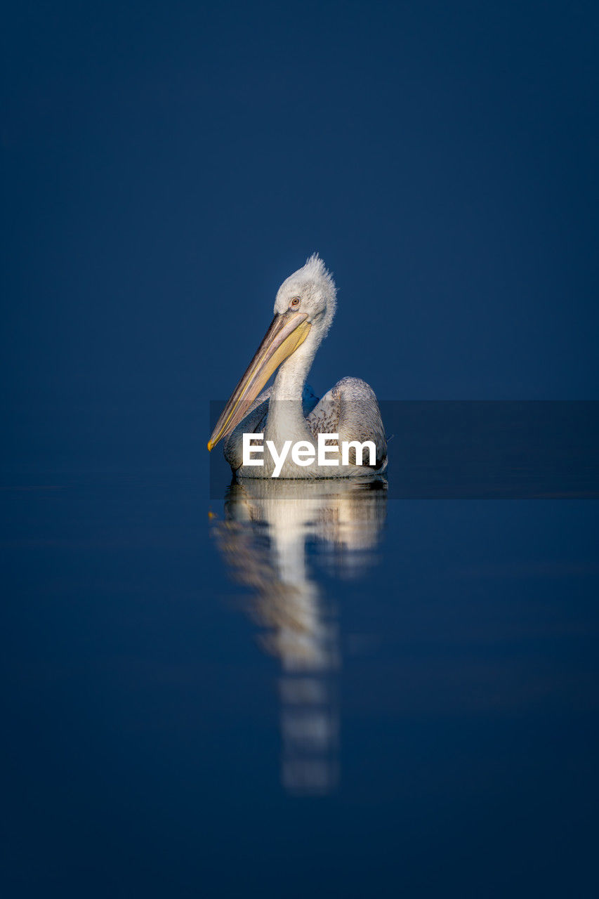 close-up of pelican in lake