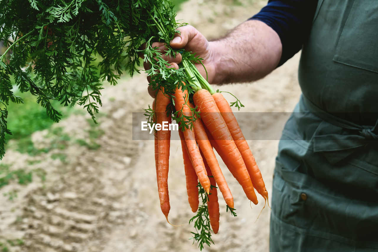 Ripe natural organic freshly picked carrots in the hands of farmer. harvest country village