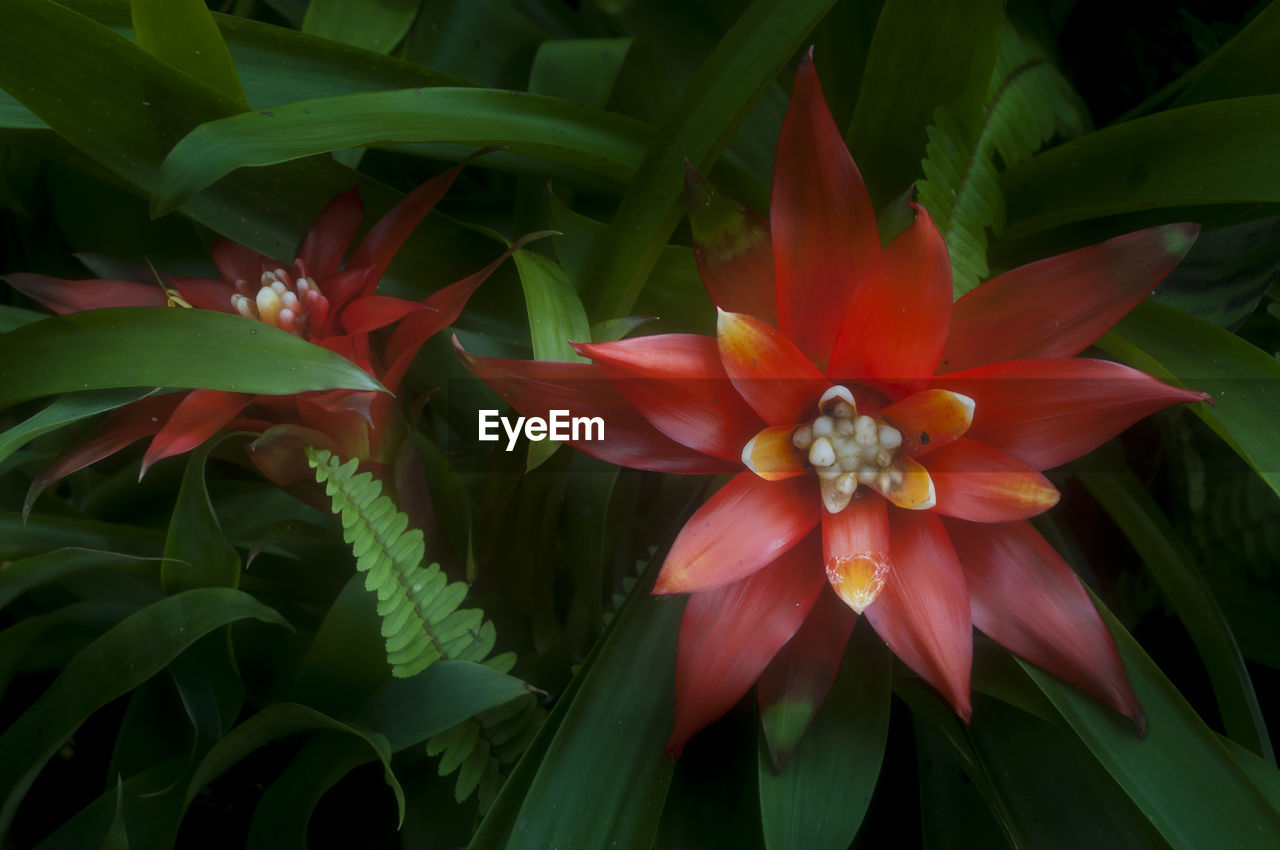 CLOSE-UP OF FRESH FLOWERS