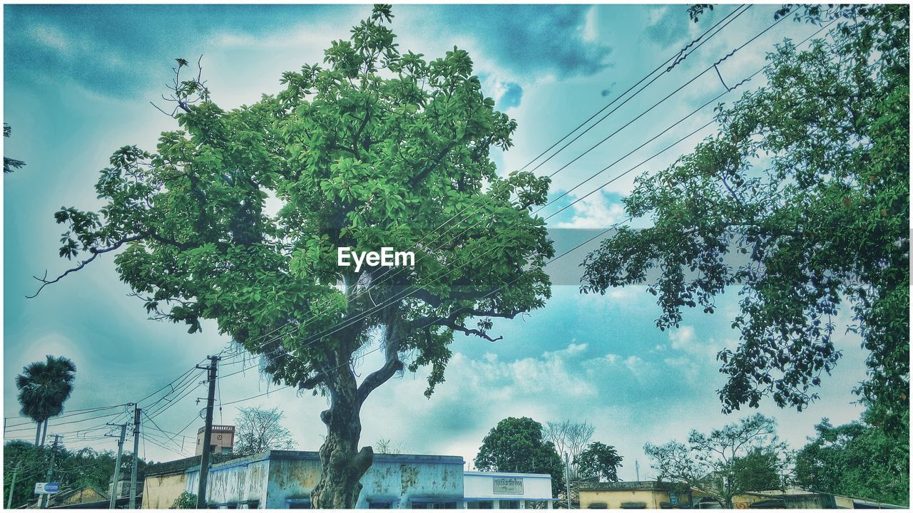 LOW ANGLE VIEW OF TREES AGAINST CLOUDY SKY