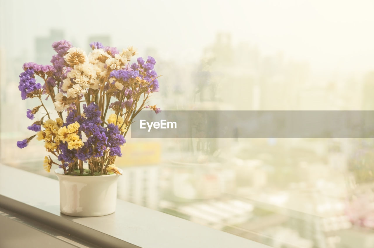 Close-up of flower pot on table