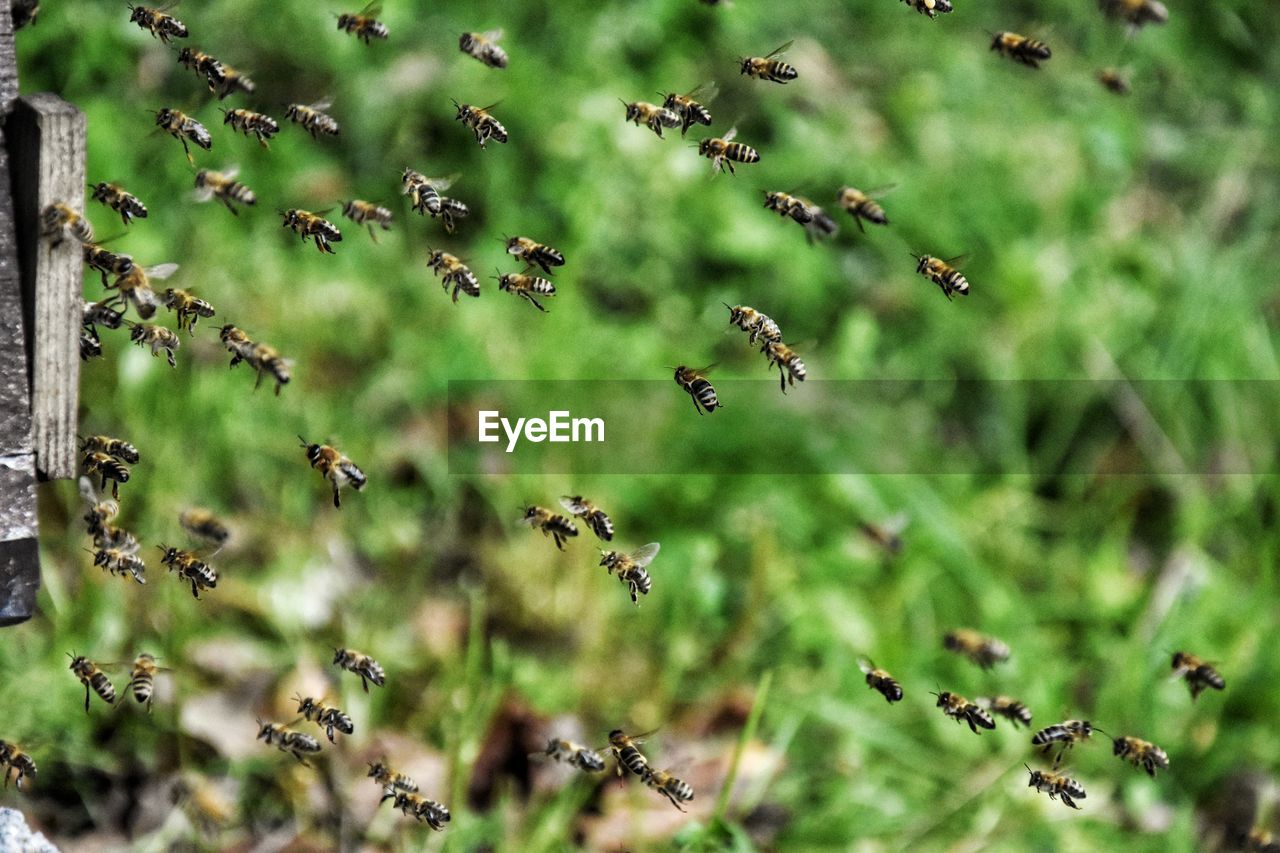 Honey bees flying in mid-air